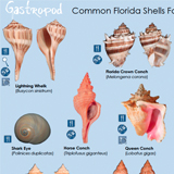 Shells Handout