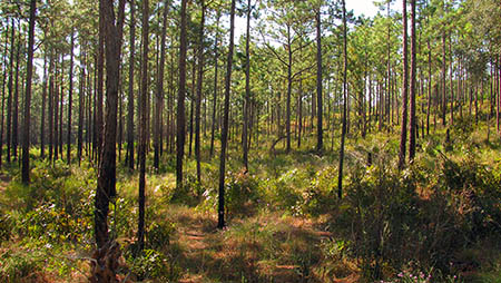 Forest Resources Special Sites Training